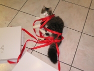 (2009-12) Saint-Nicolas a la maison